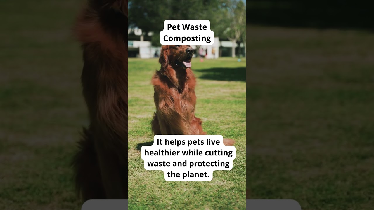 Eco-Friendly Pet Care Tips | Sustainable Dog Hacks-Eco Tips for Dog Owners | GoEcoPaw Hacks