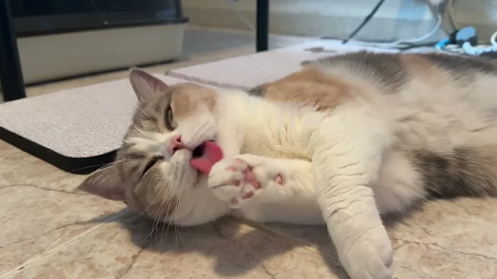 Watch the video about Cute Meow Sound