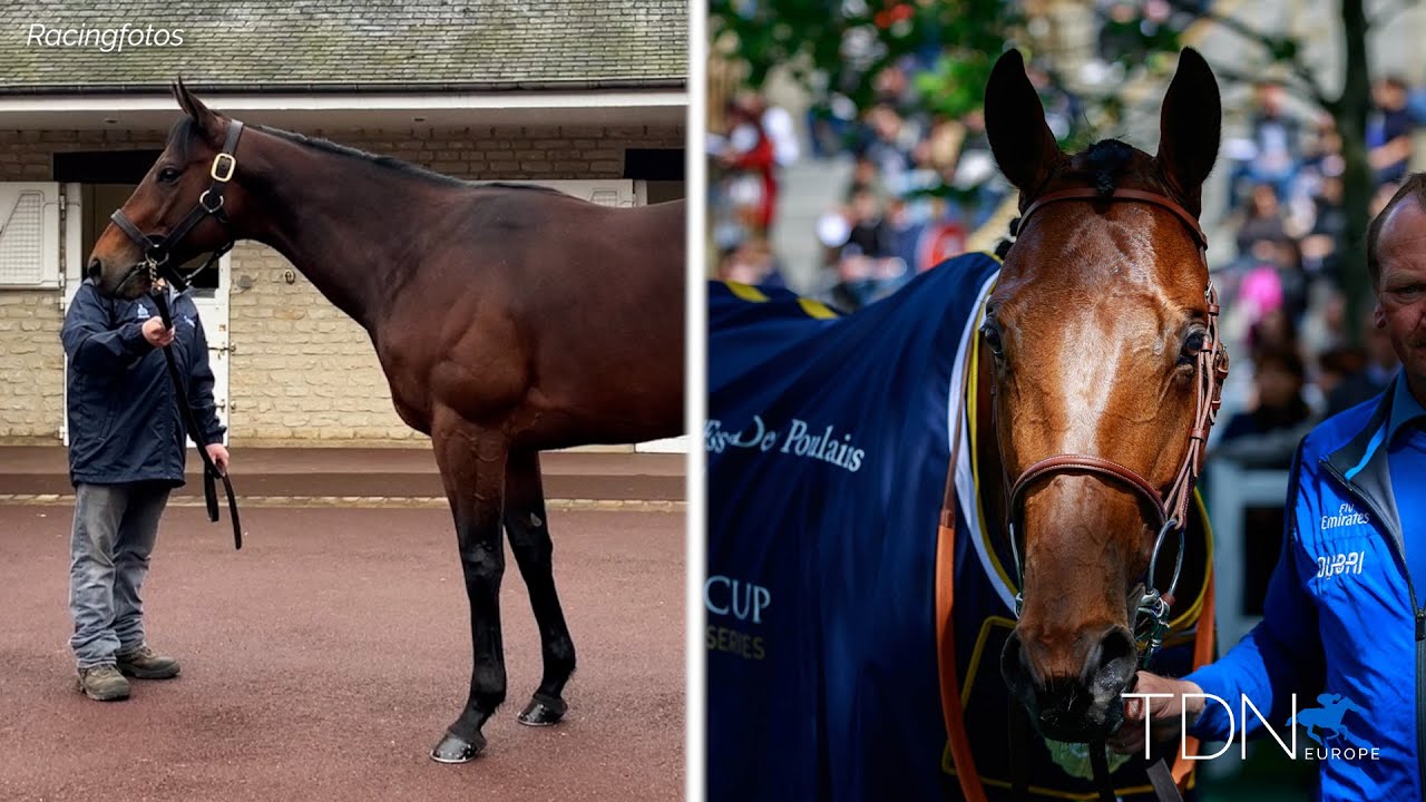 TDN New Stallions - Hello Youmzain and Persian King