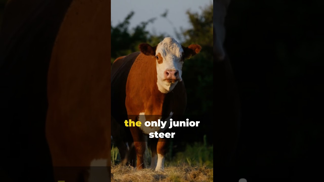 Get Ready For The Sandhills Stock Show & Rodeo!