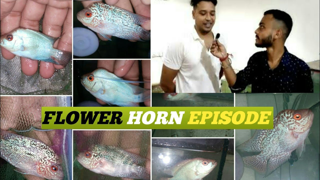 flower horn episode🐋 flower horn breeder&seller flower horn fry