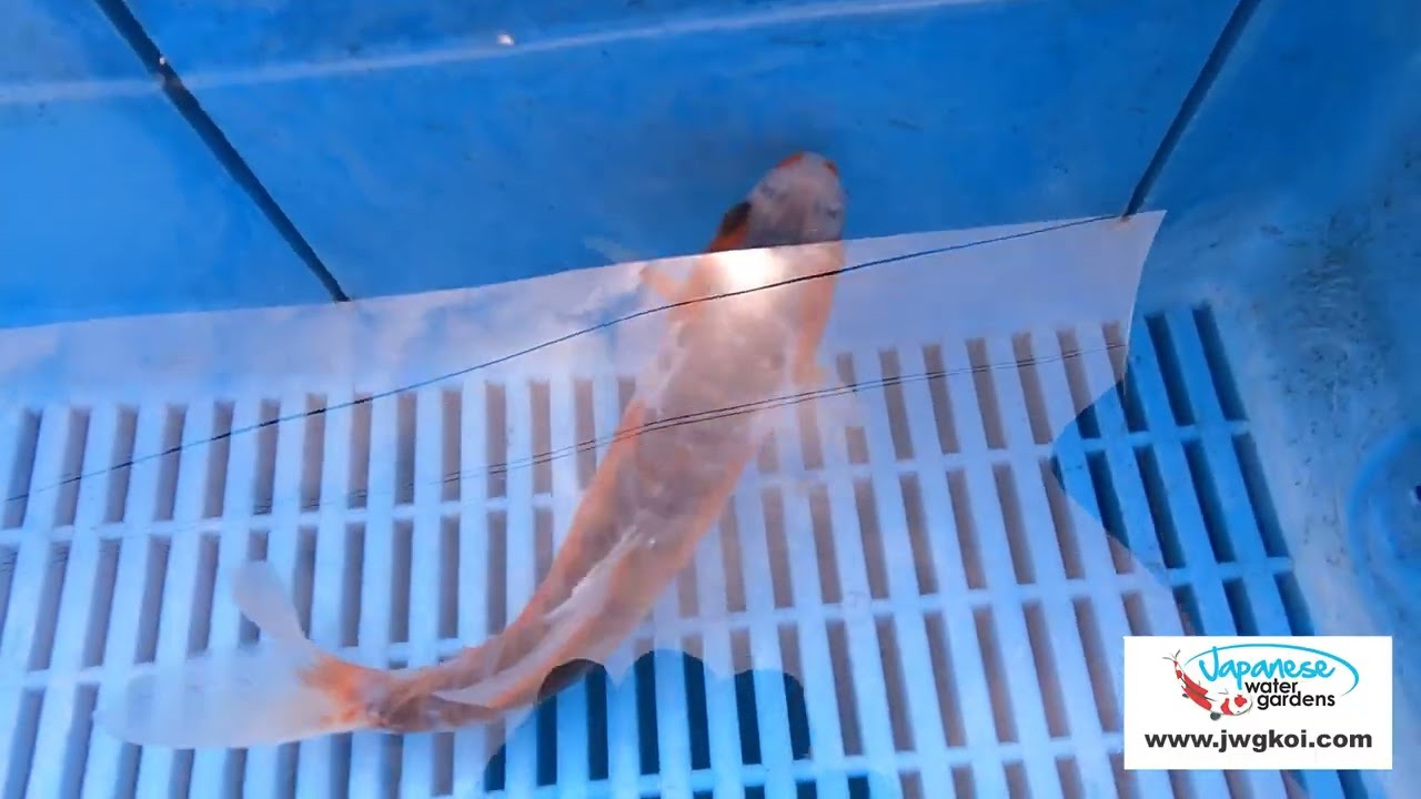 E078 Shusui 7to8in £55