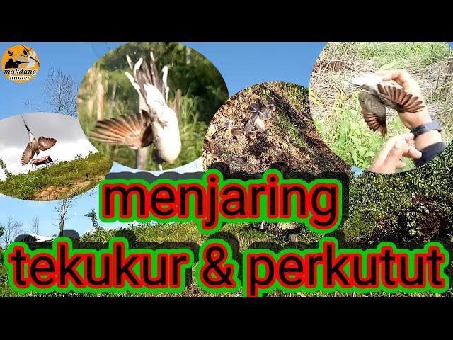 MENJARING TEKUKUR & PERKUTUT class=