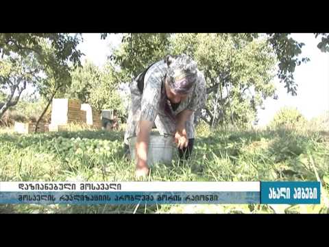იმედდაკარგული გლეხები გორის მუნიციპალიტეტის სოფლებში 28.09.2015
