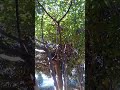 光が丘の母恋しカラス(母恋鴉)