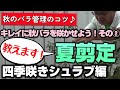 【バラの育て方】秋のバラ管理のコツ♪キレイに秋バラを咲かせよう！その② 教えます！夏剪定～四季咲きシュラブ編（2022年9月2日）