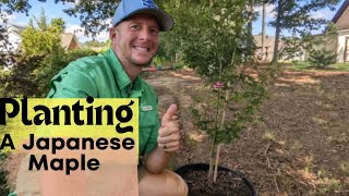 How to Plant a Japanese Maple: The Complete Guide