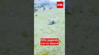 El verdadero significado de la FELICIDAD ♥ Niño Jugando con su alpaca