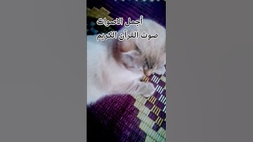 تلاوه خاشعة من القرآن الكريم 🤲 #اكسبلور #المصحف #music #cat ♥️😍🤲