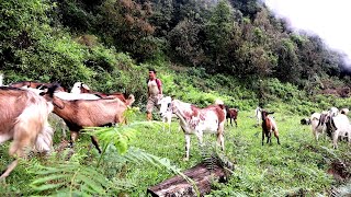 Life With Nature || Video  179 || grazing goats in the jungle || Rural Nepal ||