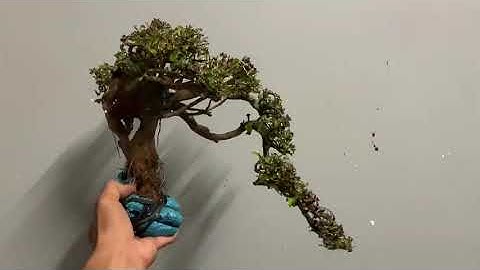 (( đã gl)sh293  gL ae 1 cây san sản xương cá 300k lh 082 6549 129 