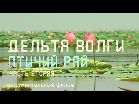 Дельта Волги. Астраханский заповедник. Вторая часть. Птичий рай.  Nature of Russia.