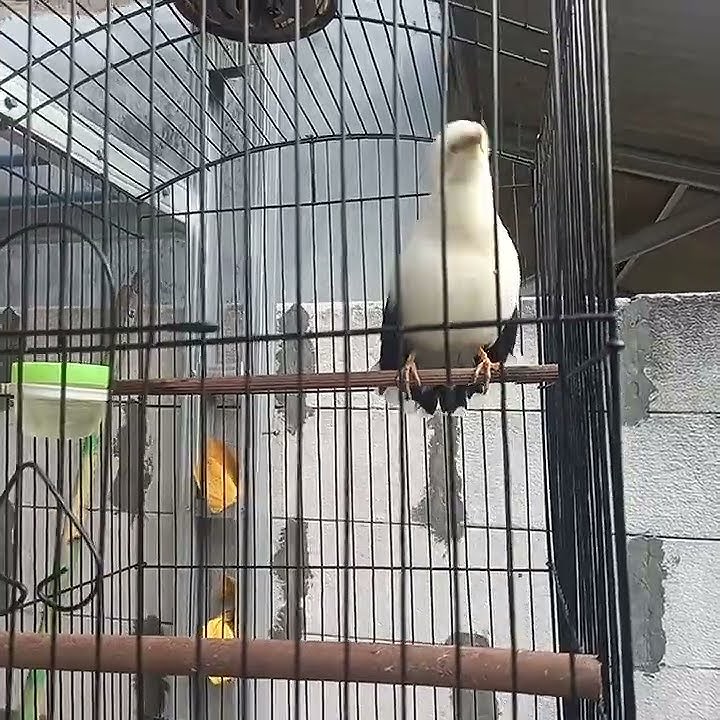 Jalak putih gacor manggut-manggut || sambil jemur pagi hari