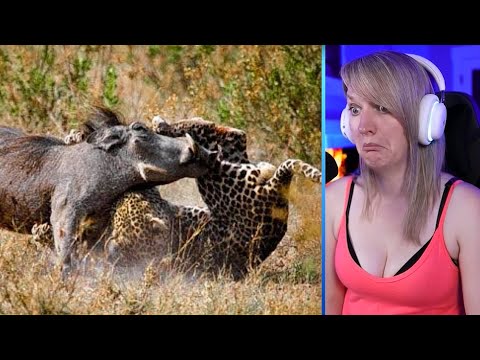 Wild Boars, Warthogs, And Wild Pigs Defending Themselves Mercilessly Part 2 | Pets House