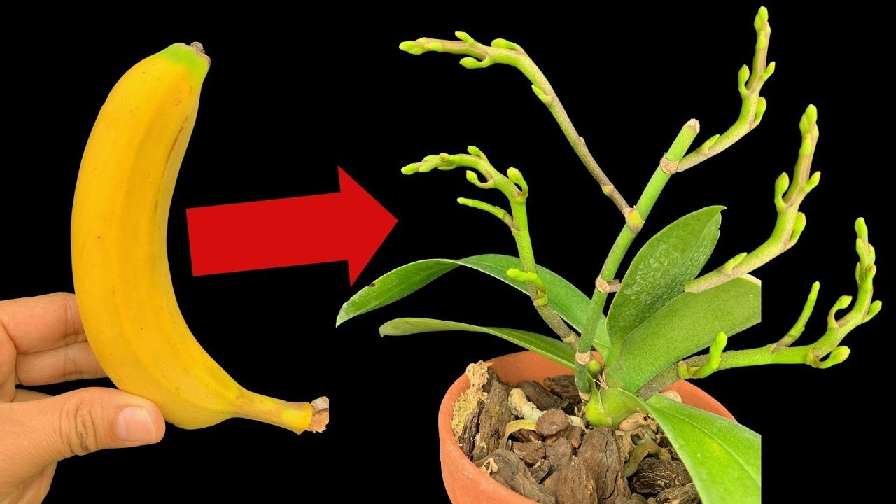 Потрясающие результаты! Попробуйте это натуральное удобрение хотя бы раз, и ваши орхидеи будут цв...