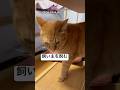 喧嘩売られて飼い主をガン睨みする猫　#猫　#ねこ　#茶トラ #shots #猫のいる暮らし