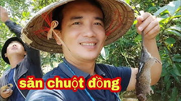 Săn Chuột Đồng Trên Cây Mùa Nước Nổi   | Thầy Thật Vlog