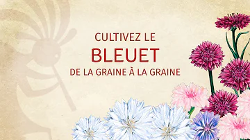 Comment semer les graines de bleuets ?