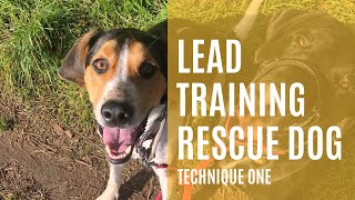 Rescue Dog Lead Training 101: Mastering the Basics by DogTalk 77 views 5 months ago 6 minutes, 18 seconds