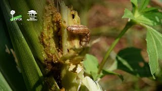 Using IPM (Integrated Pest Management)  to manage pests on smallholder farms