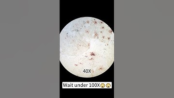 Cooked shrimp magnified 400X is seriously awesome!#microscope #underthemicroscope