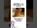 へこむ姿を見てへこむ姿を見てへこむ姿をする犬