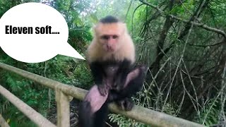 Monkey Plays With His Penis in Front of Me Sitting on Rail(Not Clickbait)Trying to Show Me Up??