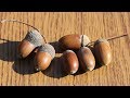 Kako uzgojiti hrast iz semena