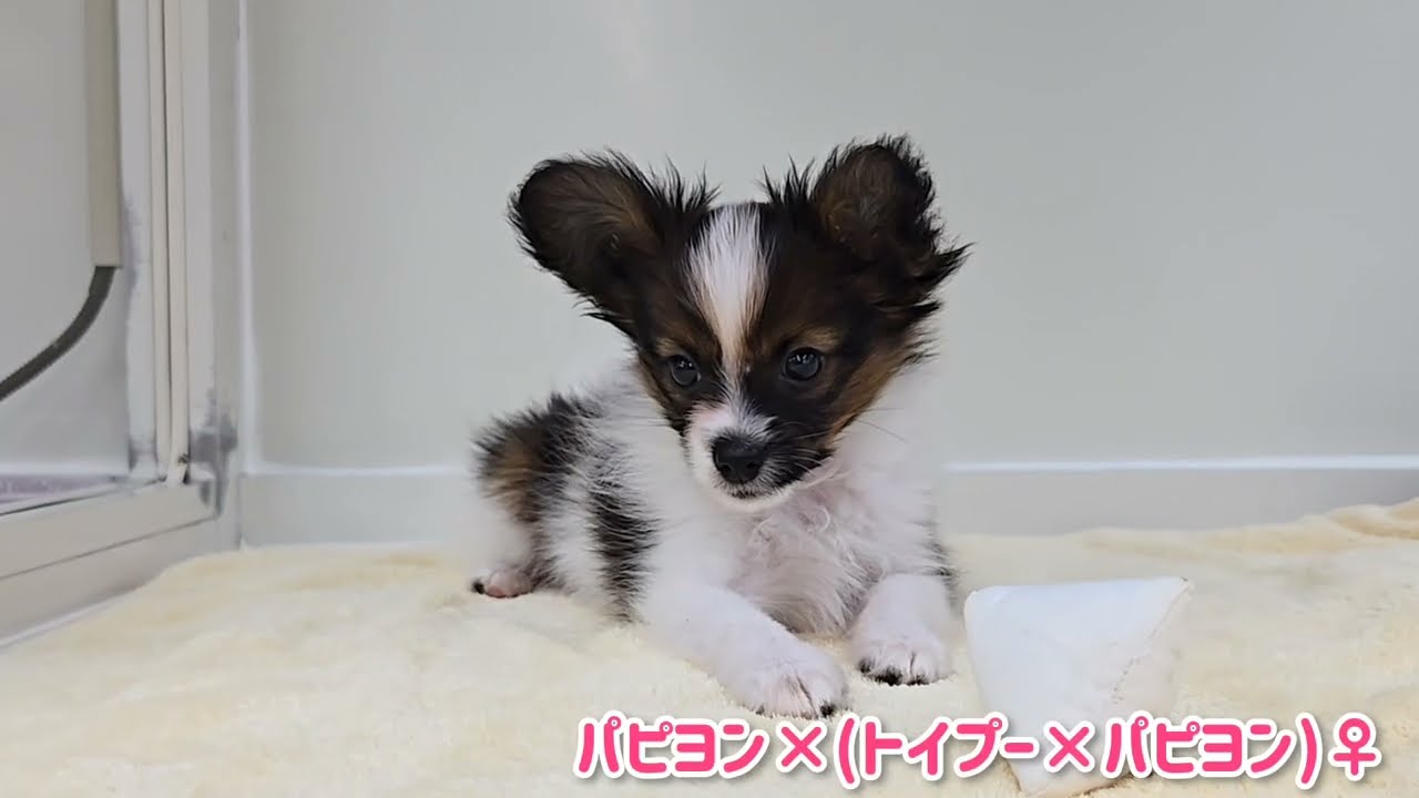 papillon様 Papillon – 10403 – Petland Athens, OH