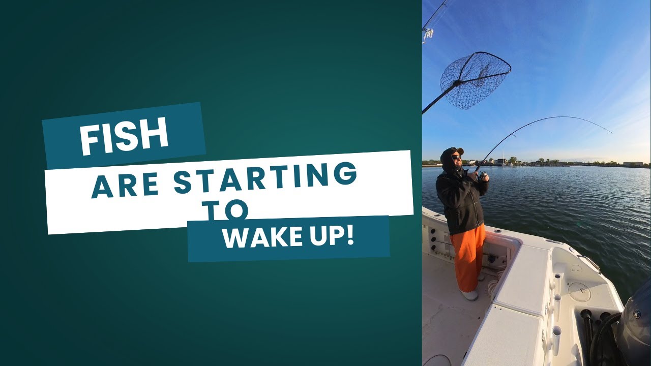 Fish are Starting to Wake Up