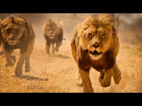 Видео: Пророк Даниил со львами (христианское видео)