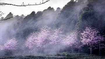 ﴿ والسابقون الأولون من المهاجرين والأنصار والذين اتبعوهم بإحسان ﴾ • القارئ عبد الله الخلف