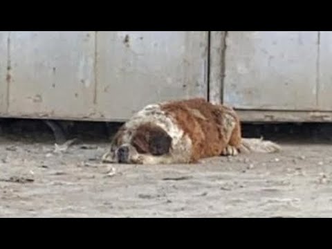 Брошенный хозяевами пес без еды и волы просидел на пустыре полгода