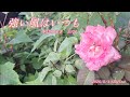 中島みゆきさん 「強い風はいつも」