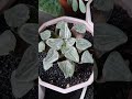 #suculentas #plants #plantitasandplantitos #succulentvarieties #succulent