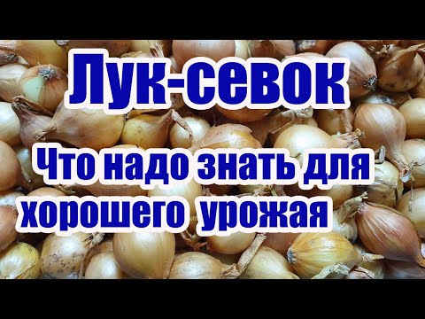 ЛУК-СЕВОК.Что надо знать для получения хорошего урожая.Ч.1.Размер ( фракции) лука-севка.Как выбрать.