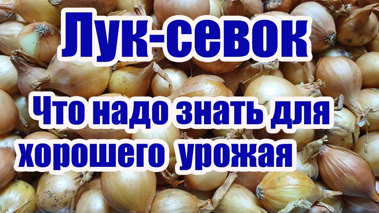 ЛУК-СЕВОК.Что надо знать для получения хорошего урожая.Ч.1.Размер ...