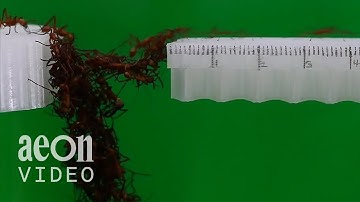 The collective intelligence of insect engineers | Army Ant Bridge