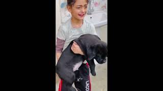 The Best Adorable Labrador Puppies 🐶 Look Forward To Seeing Them All | Cute Puppies by Cutest Puppies City 350 views 1 month ago 9 minutes, 49 seconds