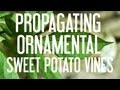 Comment propager des vignes ornementales de patates douces