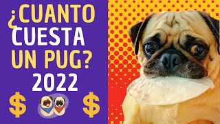 ✅Quieres saber el PUG PRECIO de un perro pug carlino? aquí te lo contamos...