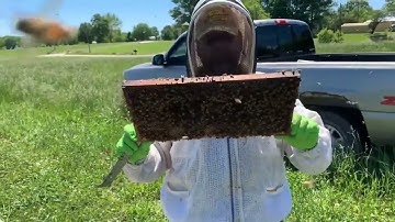 How fast does a honey bee swarm build comb?