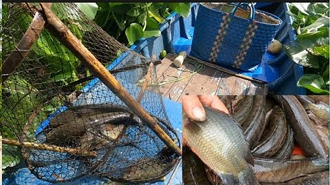 Thăm Lờ Vô Tình Gặp Cá Ngát Tới Số/Định Nguyễn Hậu Giang