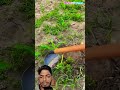 Safeguarding the normal growth of corn: Removing chickweed in cornfields
