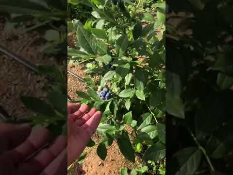 Video: Blueberry 