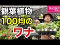 【これはダメ】100均の観葉植物をもりもりに育てる方法教えます　　　【カーメン君】【ダイソー】【ガーデニング】【初心者】