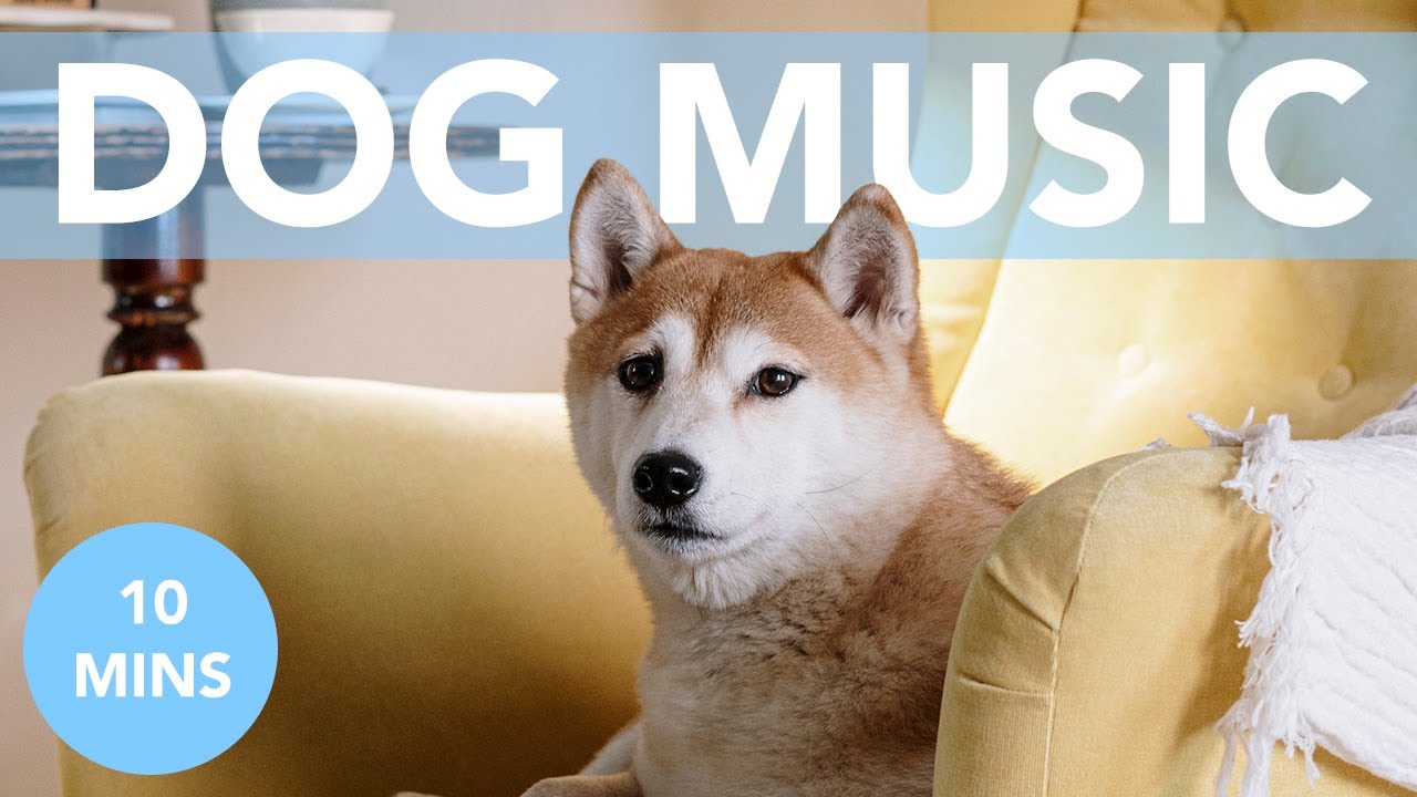 youtube music for dogs with separation anxiety