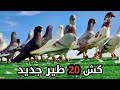كش 20 طير جديد بدون اي طير قديم من السطح