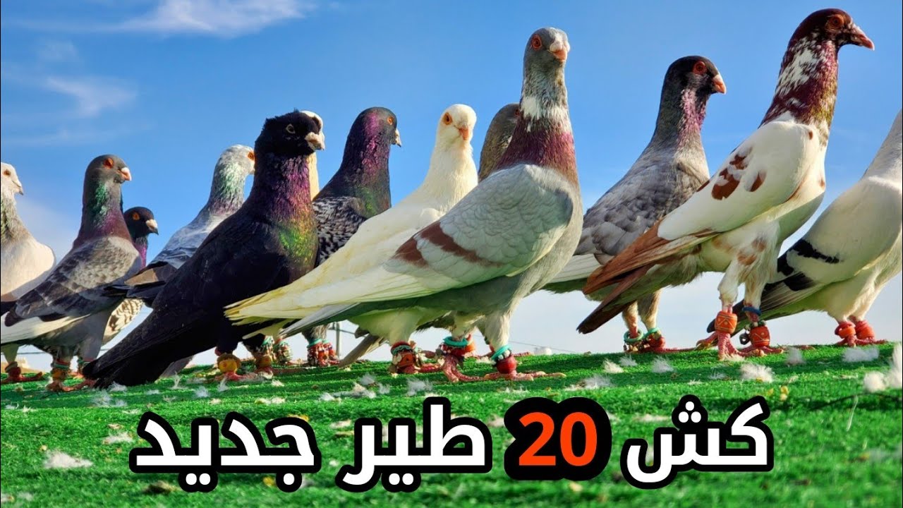 كش 20 طير جديد بدون اي طير قديم من السطح