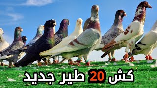 كش 20 طير جديد بدون اي طير قديم من السطح